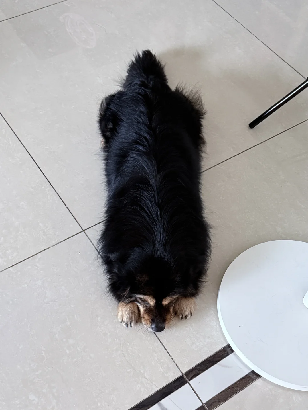 真·大鸡毛掸子