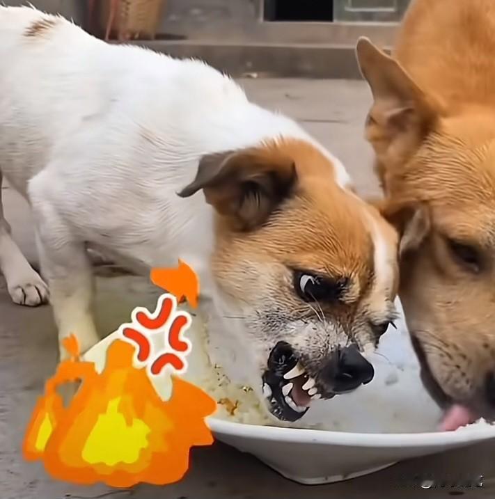 一样的境遇，不一样的心态，结局天差地别

两只狗争抢一盆食物:
一只舔干净了，认