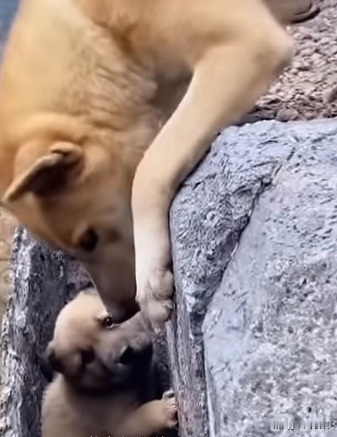 旅游区里，一只流浪狗幼崽不慎掉下悬崖沟。有游客见状，想伸手将小狗拉上来，可费了一