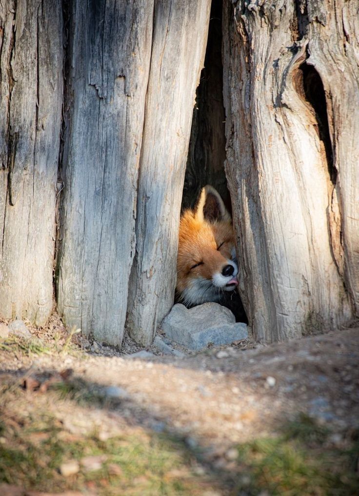 一只小狐狸住在树洞里 