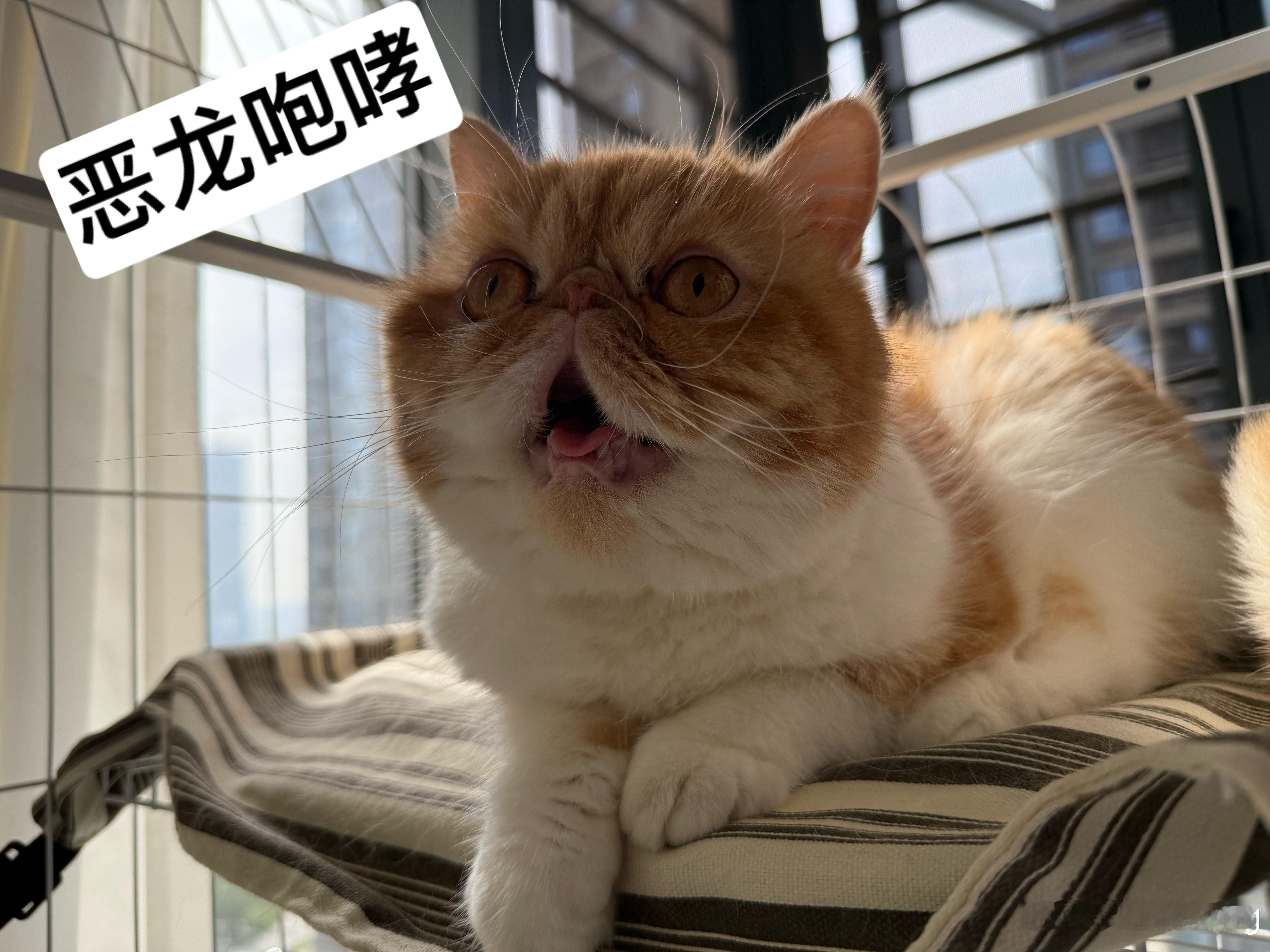 董小姐在她一作的论文里负责翻译  太能感同身受那位被顶替的朋友了，我以前读本科的