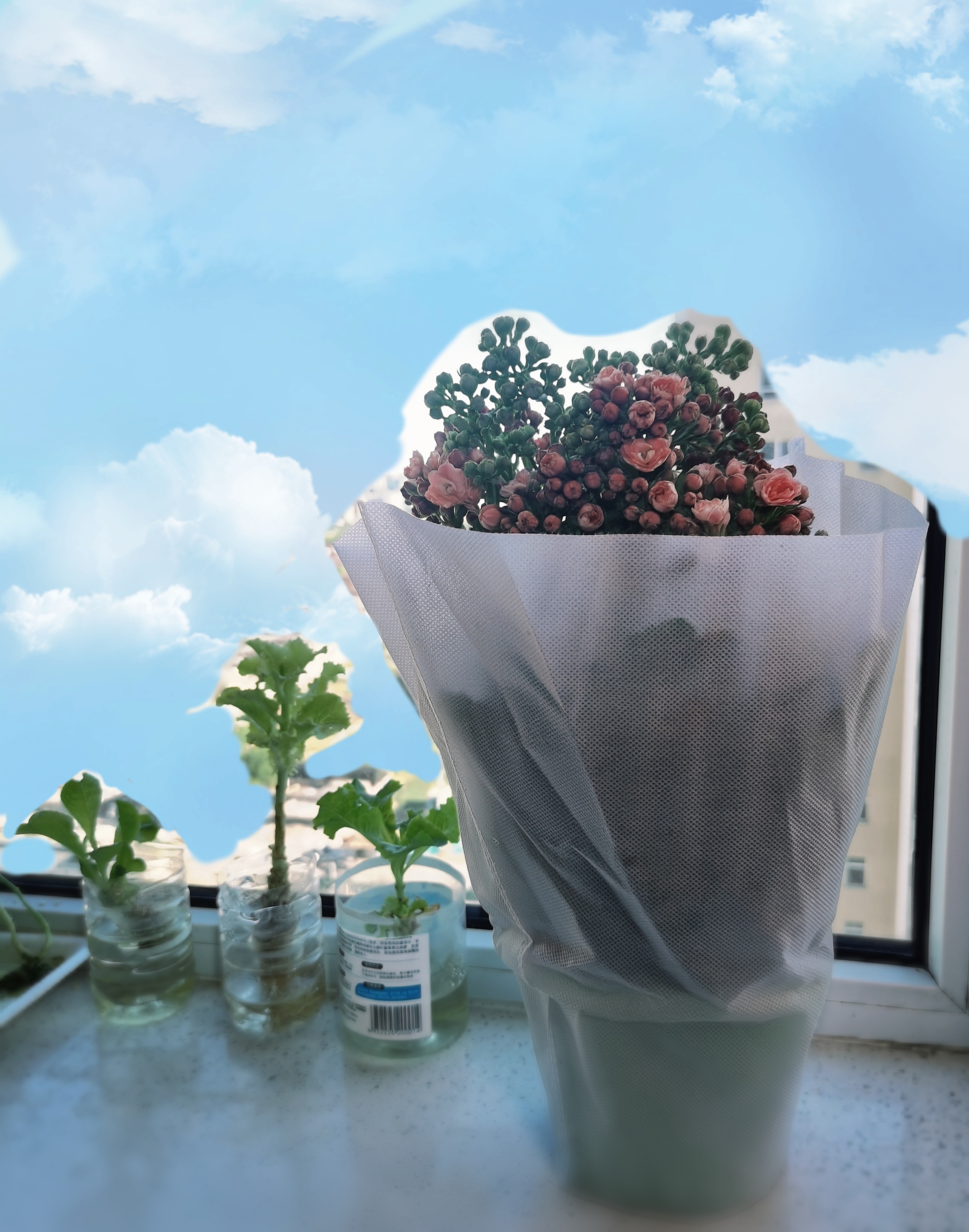 日常家庭新成员生活手记