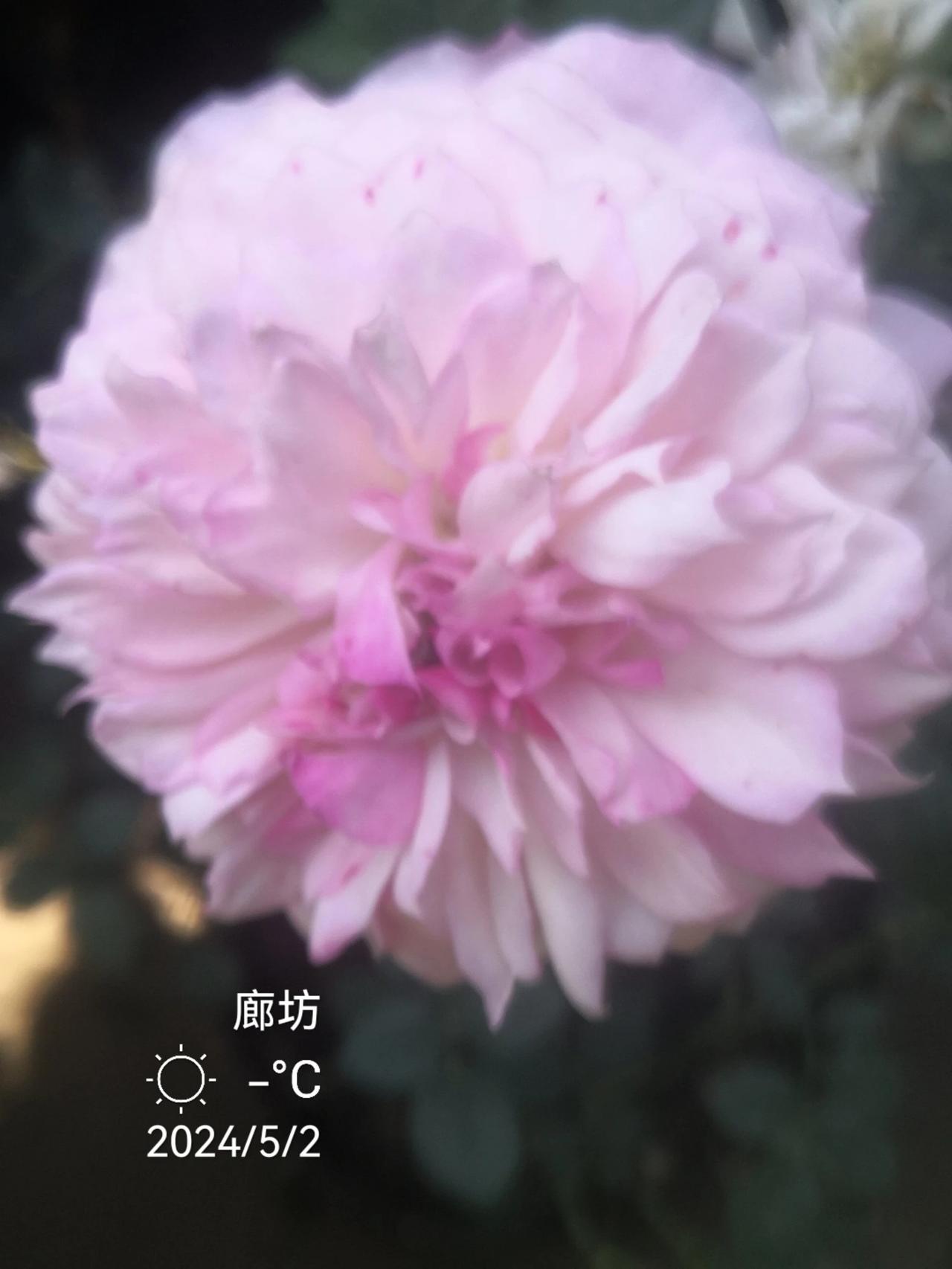 #随手拍美丽的鲜花#分享童心拍的鲜花！童心拍。