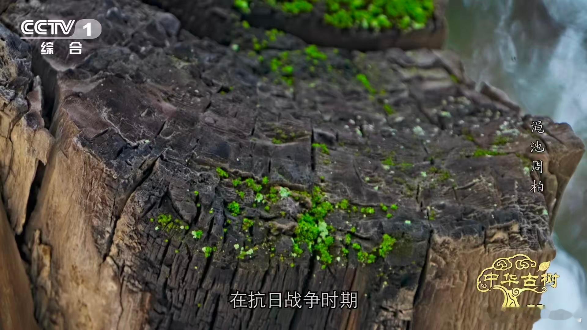 3千多岁柏树遭日军轰炸仍屹立这株侧柏的修复能力让人佩服，受伤后靠新生木质慢慢愈合