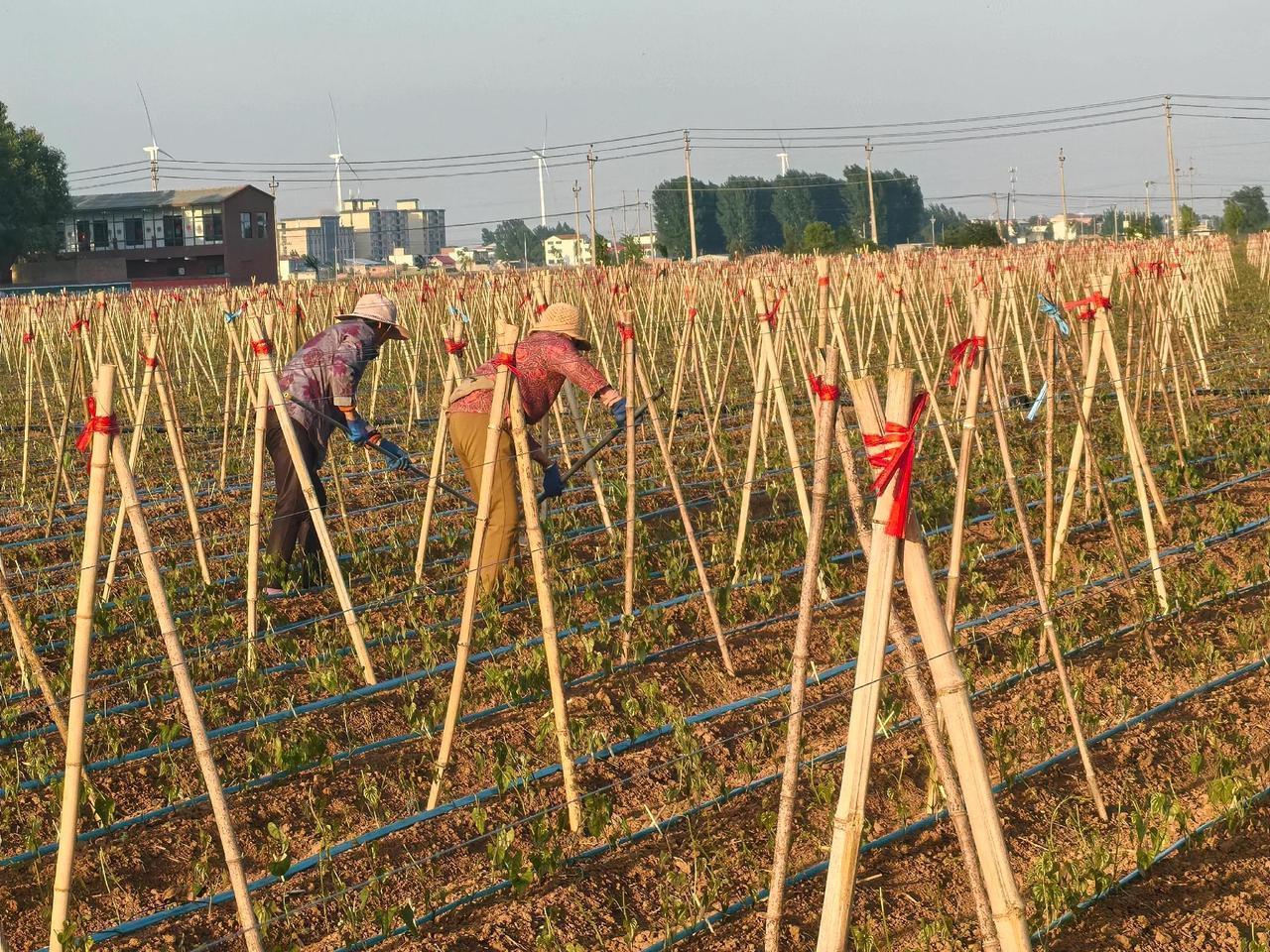 山药种植季
春日里，山药基地的藤蔓正顺着竹竿架向上攀援，滴灌带悄悄输送着水分。农