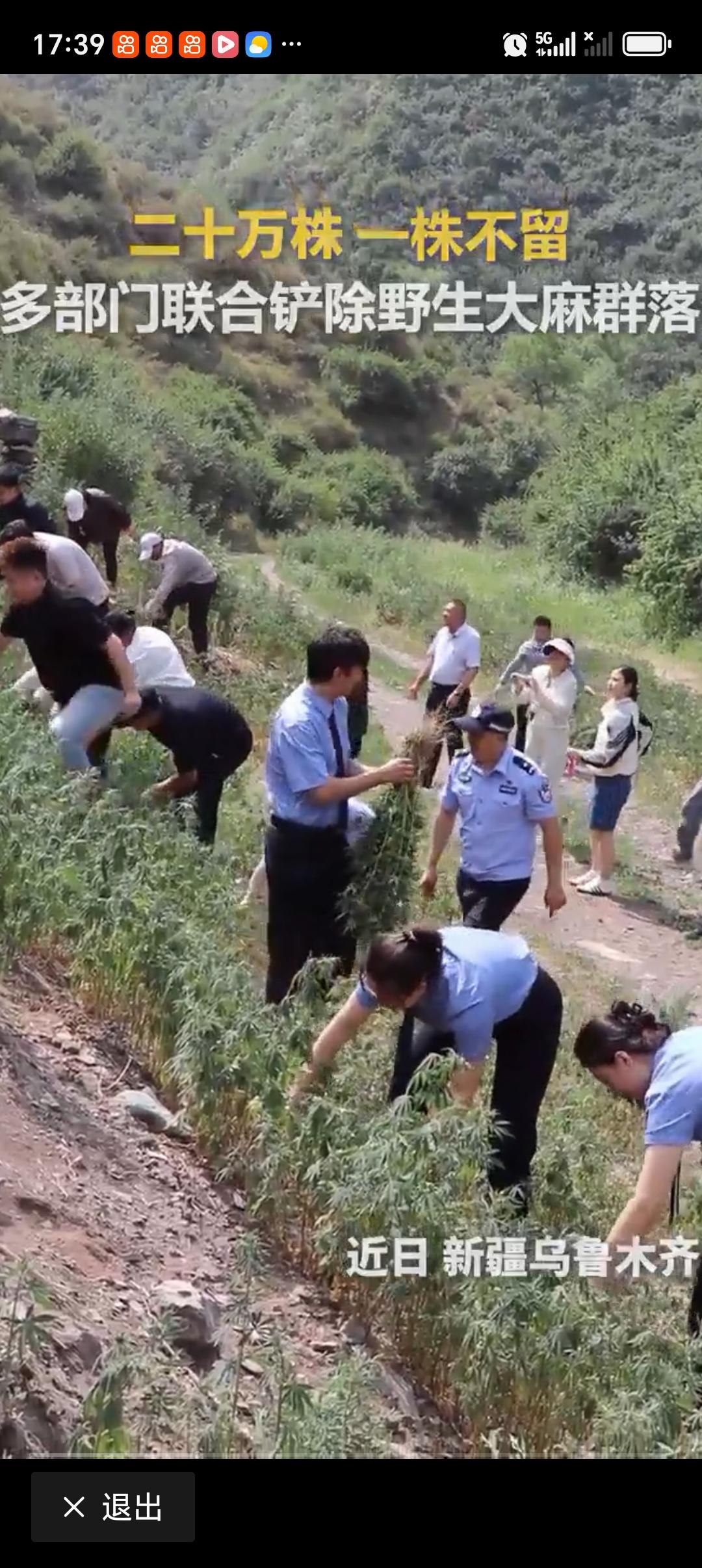 乌鲁木齐20万株野生大麻被铲除 乌鲁木齐这波操作太给力了！2026年6月24日，
