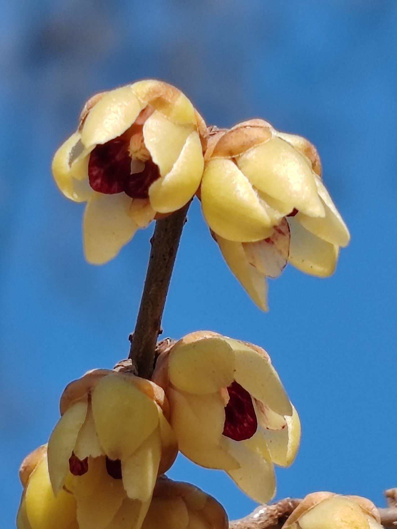 晒图笔记大赛腊月梅花艳，赏梅正当时。