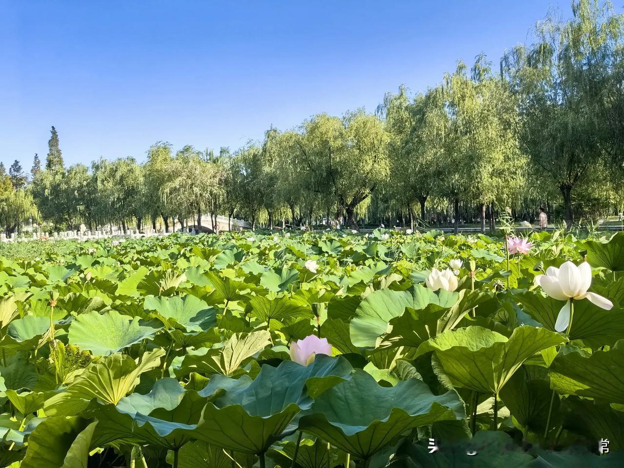 是啊，哪个父母都不愿给子女添麻烦，哪个子女都无可奈何地面对父母的病痛。[捂脸]世