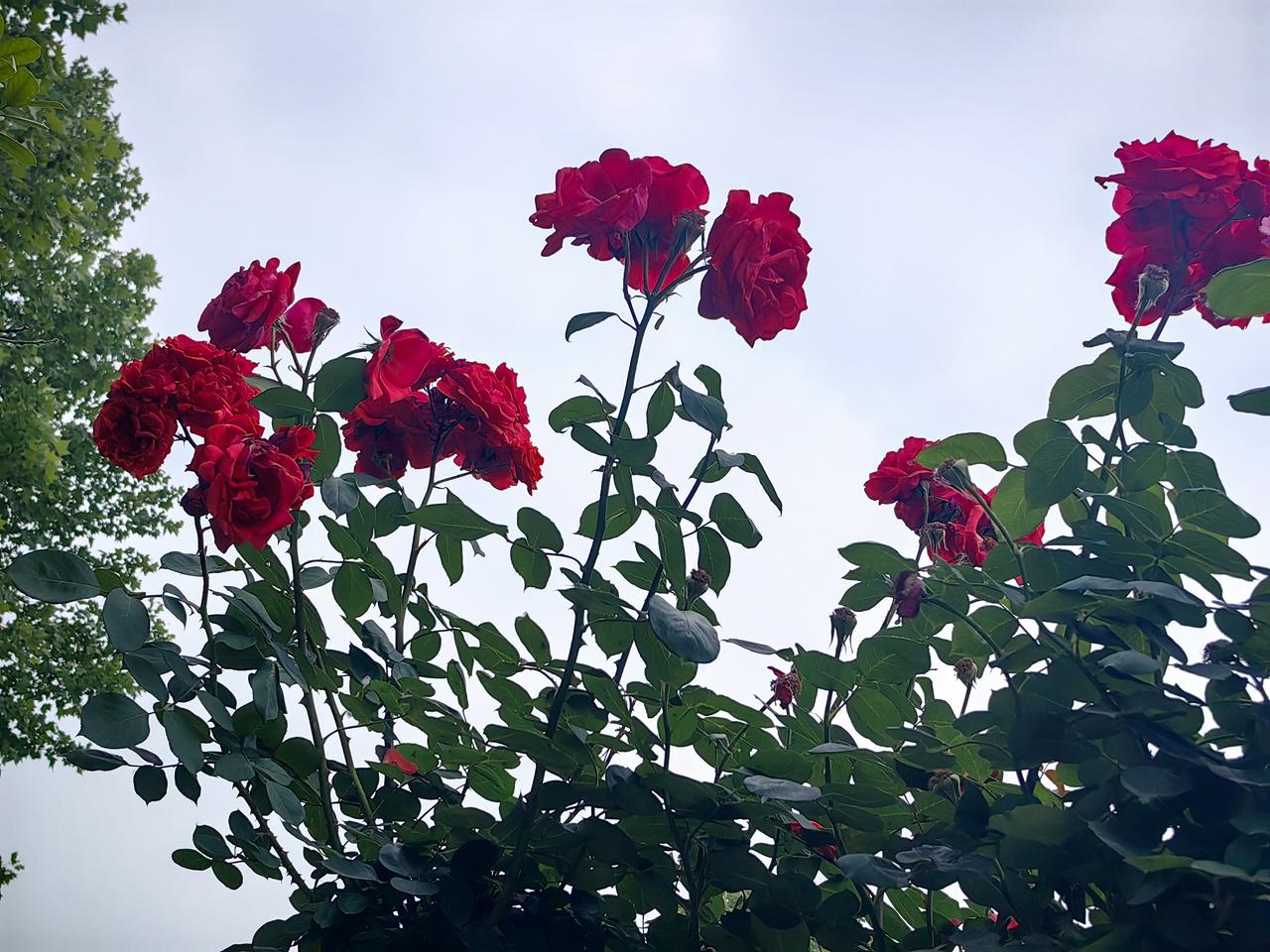 这是路边花坛里盛放的红色月季花，在城市街道边开得格外艳丽。
 
一簇簇浓艳的正红
