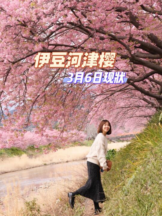伊豆河津樱花海盛放中 （3月6日）