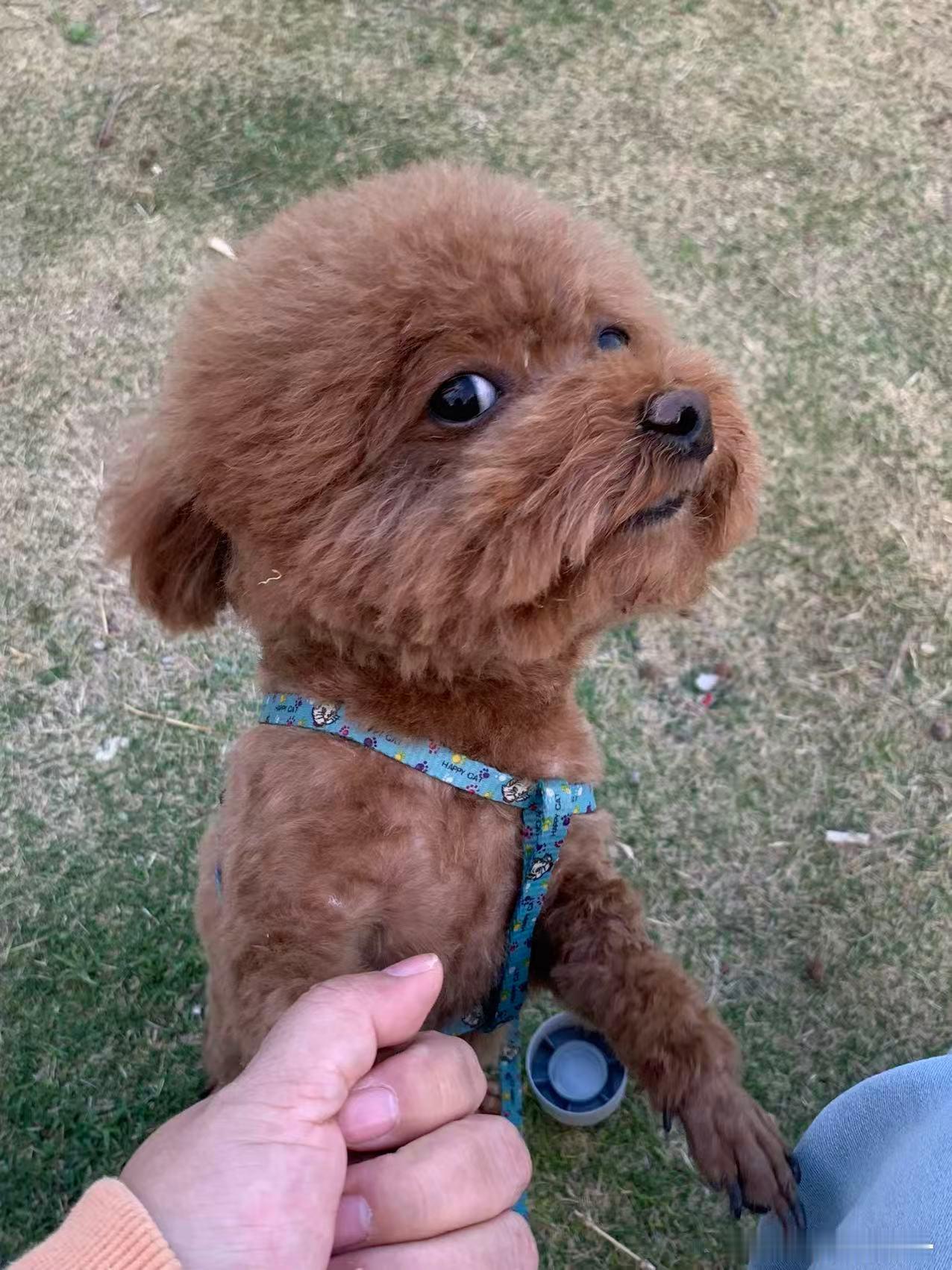 和我爸打架 最坏的狗 