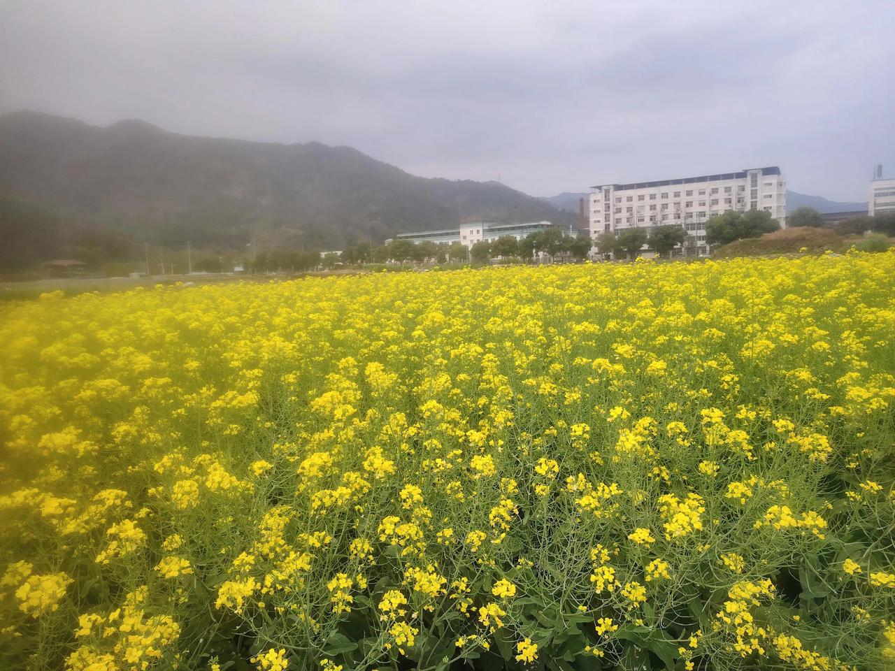 网络上用无人机给油菜花打药的视频传的纷纷扬扬。单纯就无人机打药事件，没什么值得质