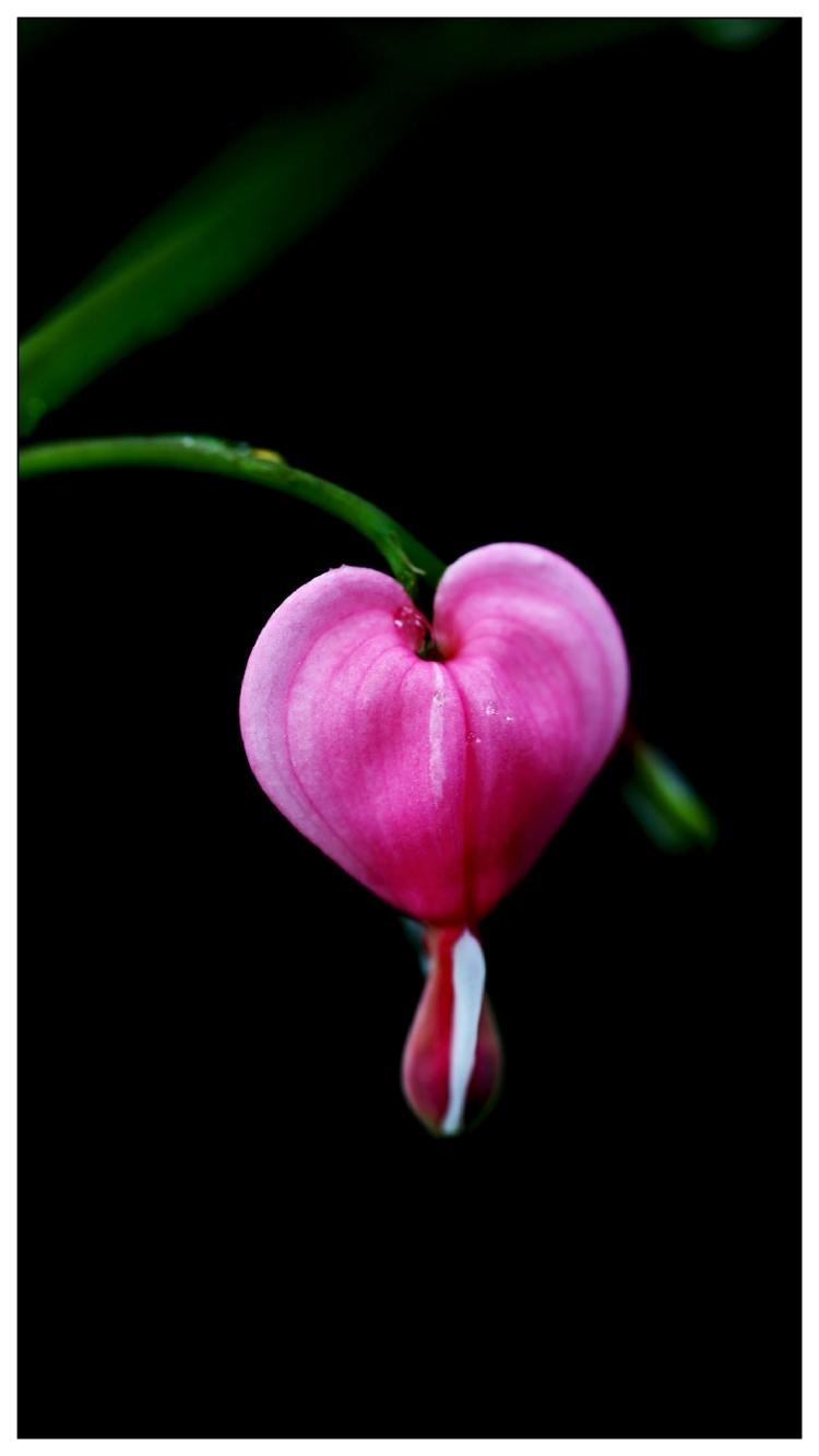 我认为三个镜头各有所需，如果你年轻身体好，用定焦更好一些，我30年前用蔡司镜头拍