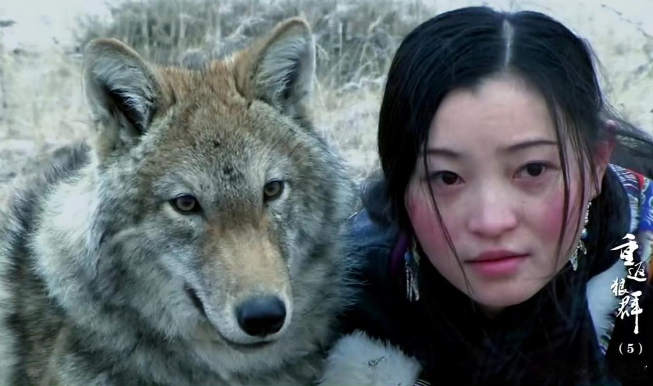 16年人狼羁绊太好哭！2026年开年，狼王格林的暮年近况刷屏全网，这只被李微漪从