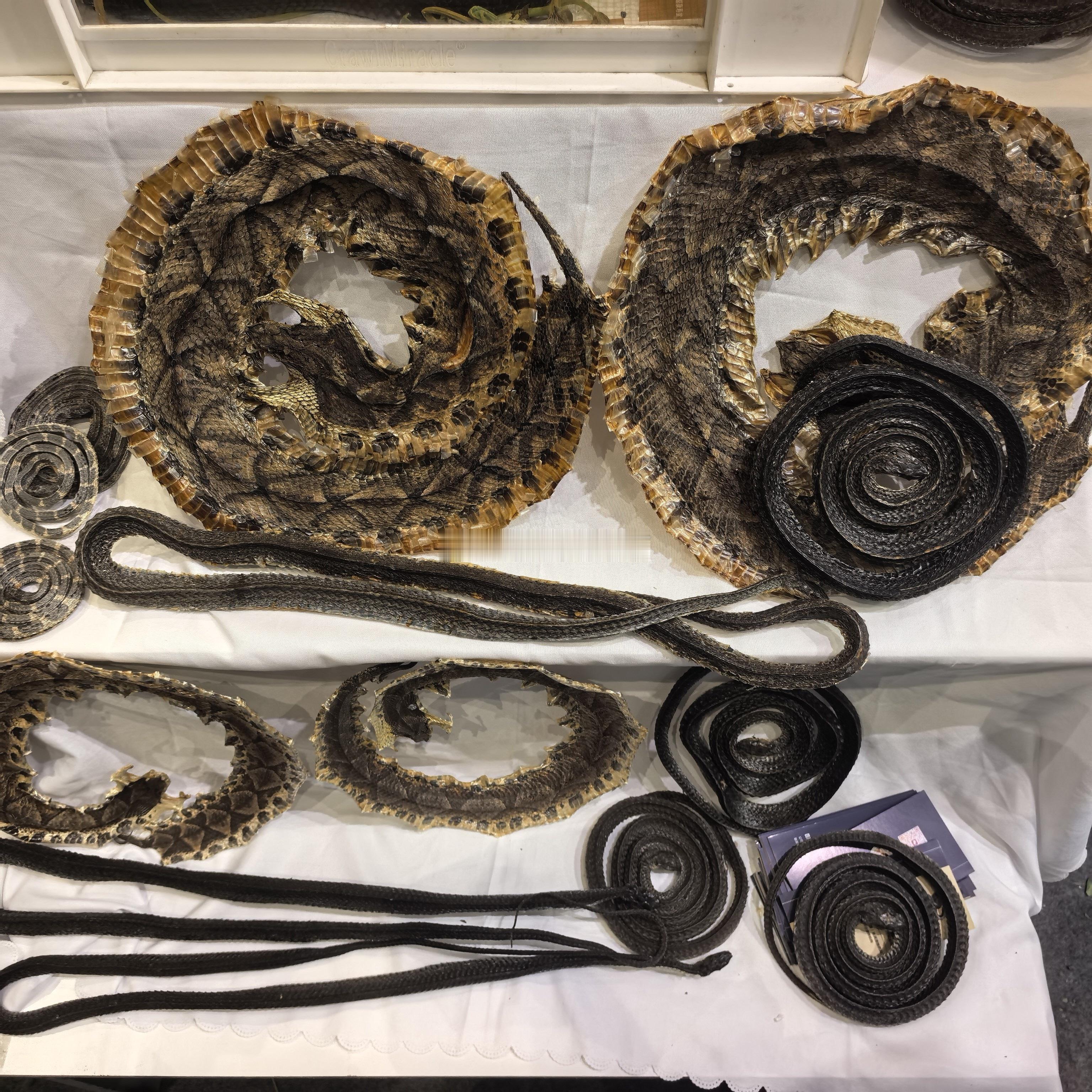 乌梢蛇和蕲蛇蕲蛇和乌梢蛇，两个常用蛇类药材。金钱白花蛇比较贵用的少点。养殖技术的