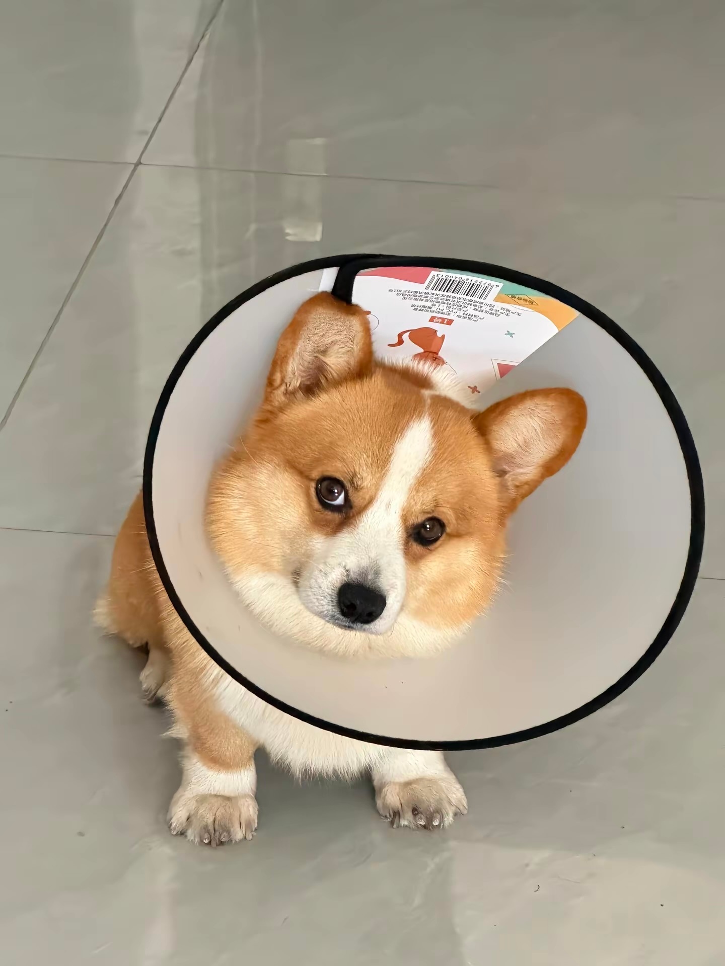 好狗 