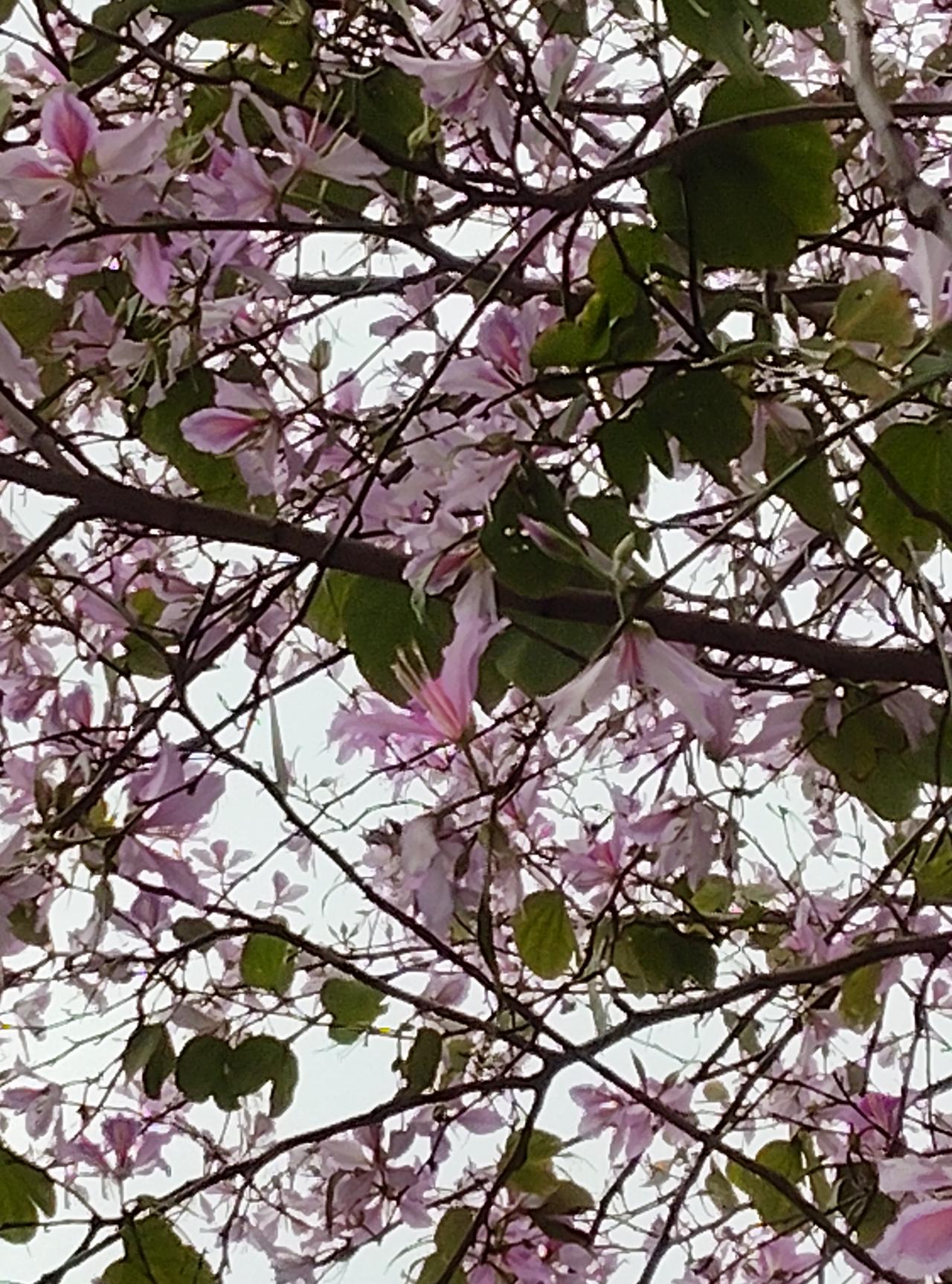 还有谁的文章单价是这么低的？1311个阅读量只有2分钱。现在我不知道是如何算收益