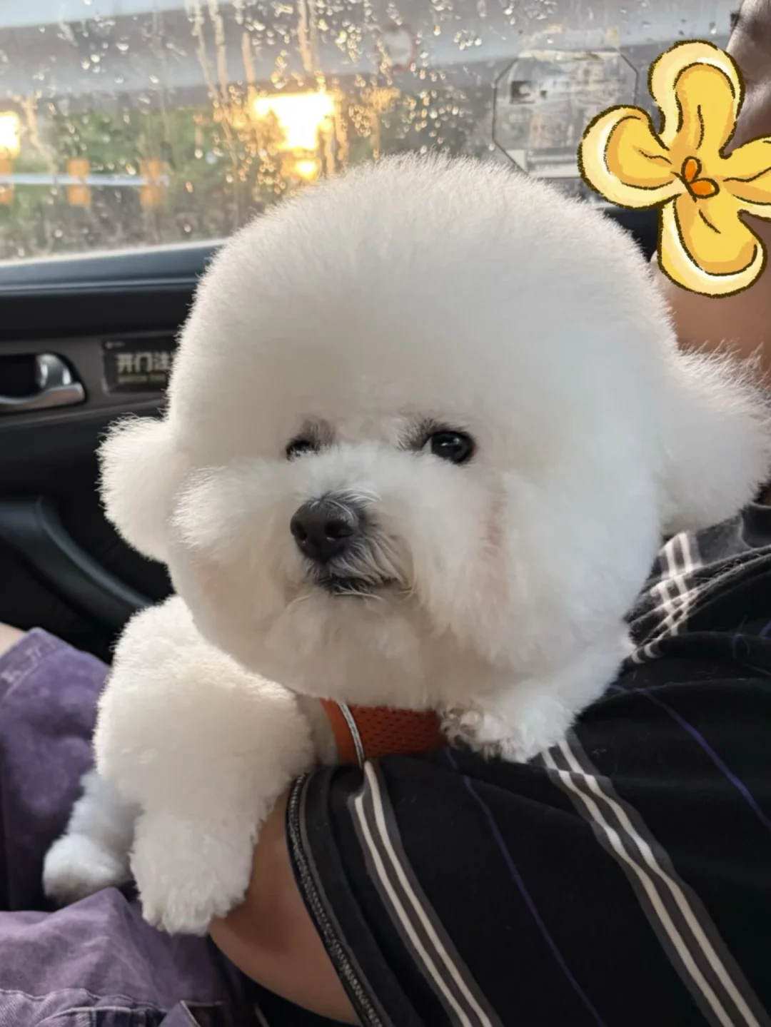 你为什么瞪着眼睛看着我 小狗不许瞪人