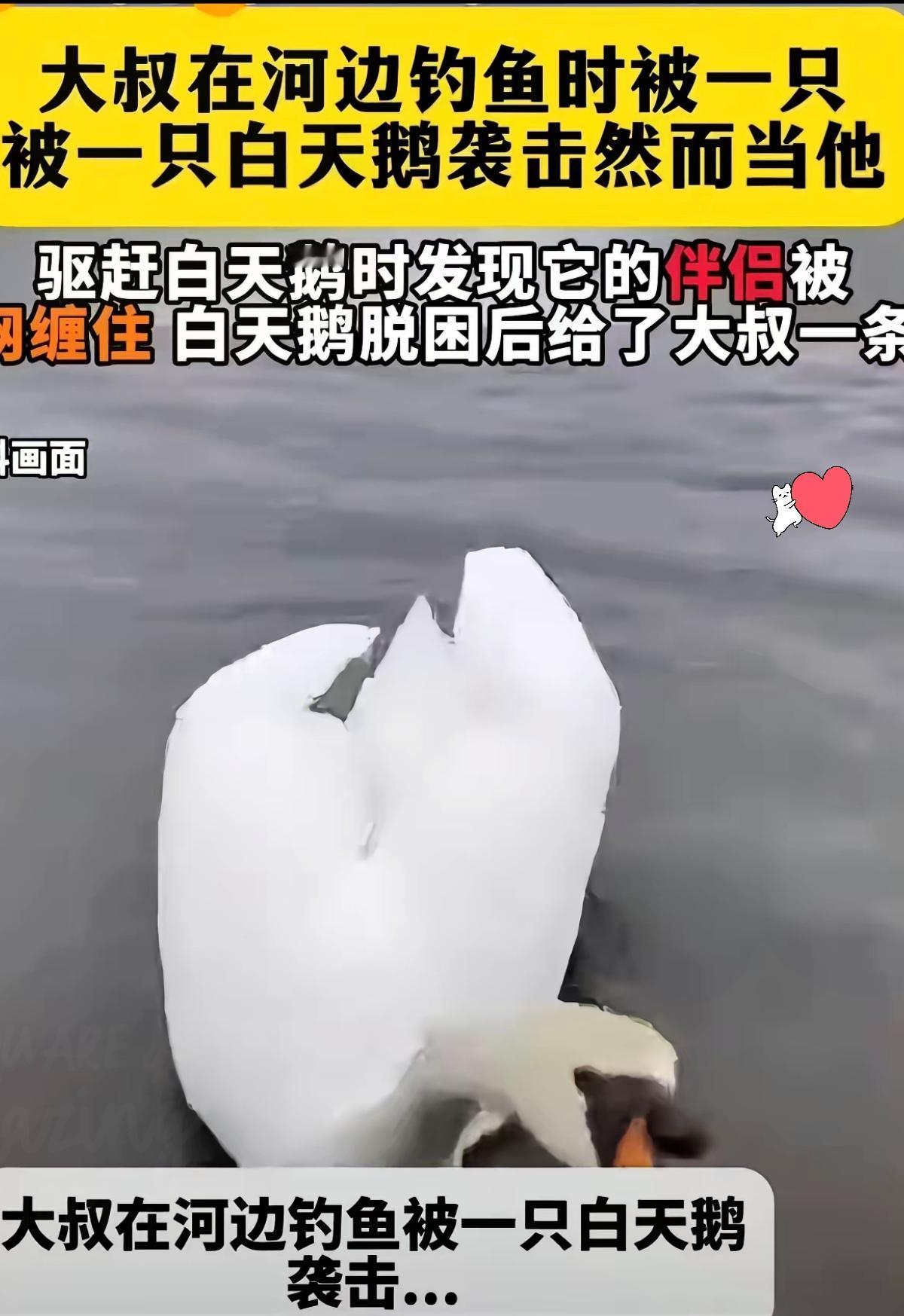 新疆大叔湖边钓鱼，竟被一只天鹅不停啄脚驱赶，本以为是捣乱，跟着过去后瞬间破防落泪