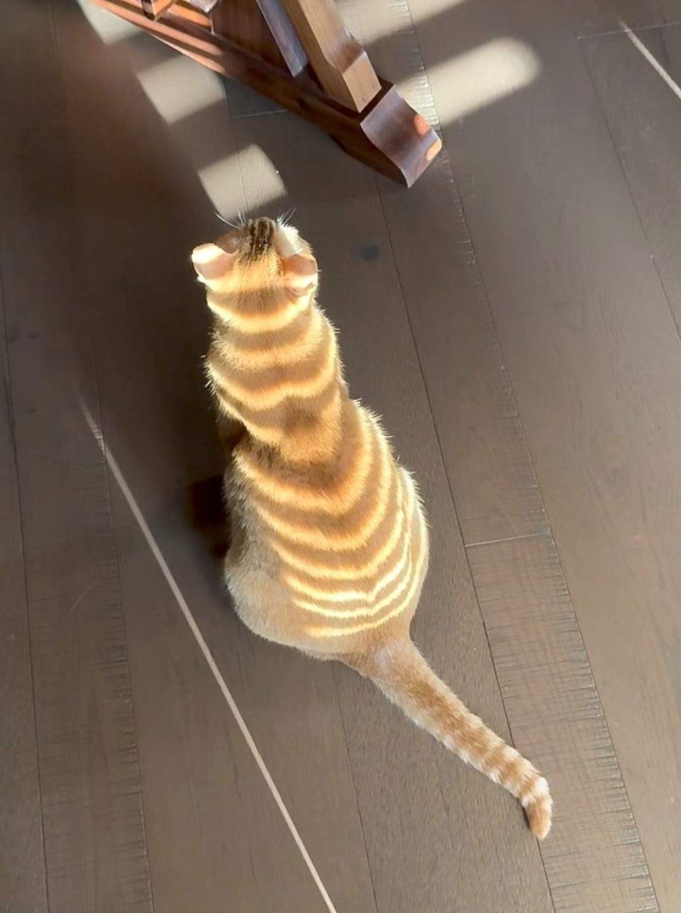 金钱豹进家了 ​​​