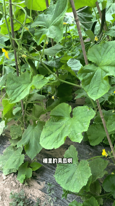 小沈阳有自己的种地吧 小沈阳新一期vlog里全程在菜地忙活，拔草种菜样样亲自上手