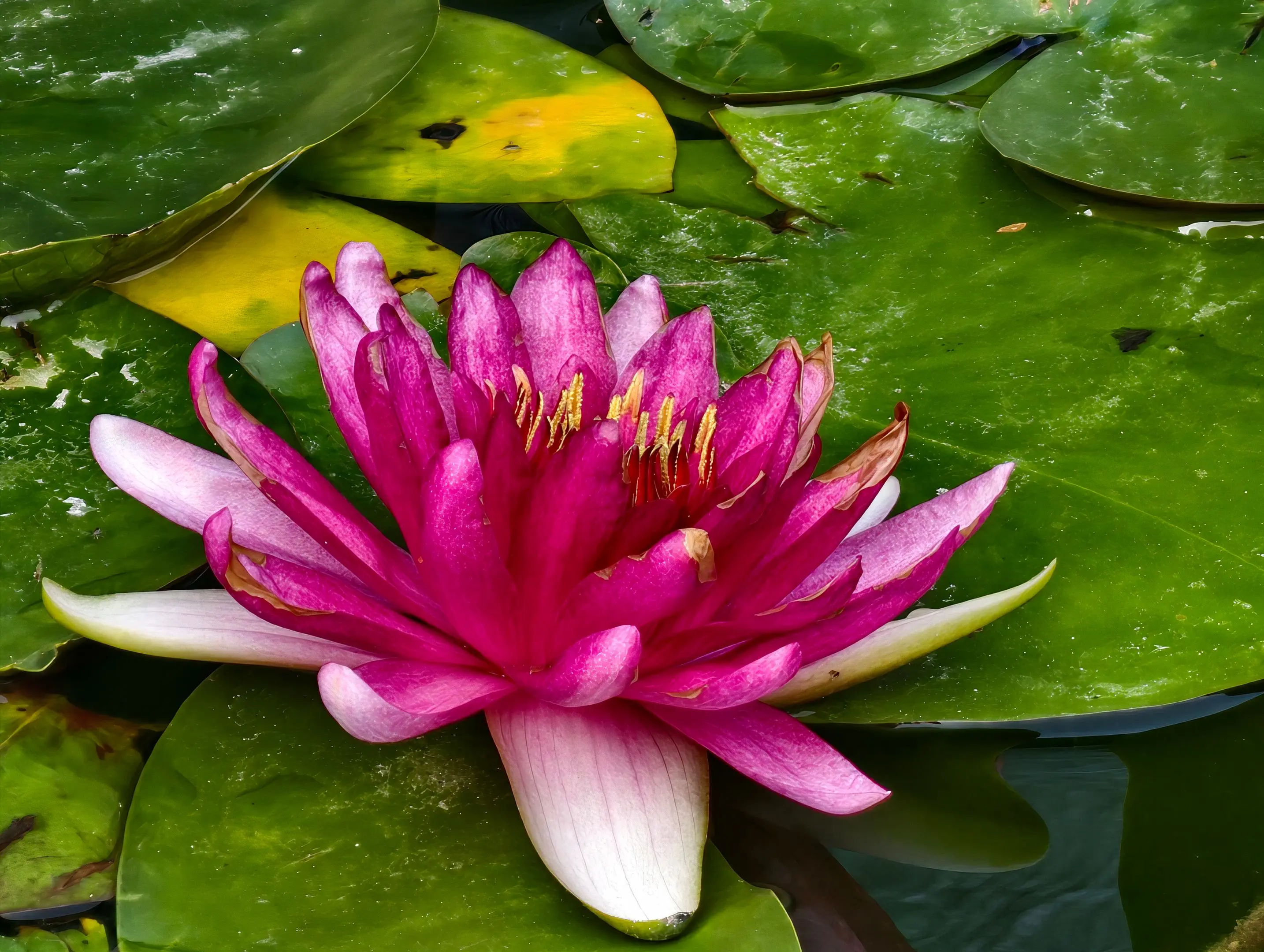 观赏花卉 拍花 养花人