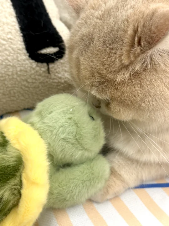 猫儿有自己的阿贝贝