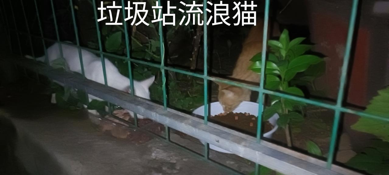 今夜猫霸王没来，垃圾站小白猫终于吃上了心心念念的美食，安安稳稳吃了顿饱饭。

厂