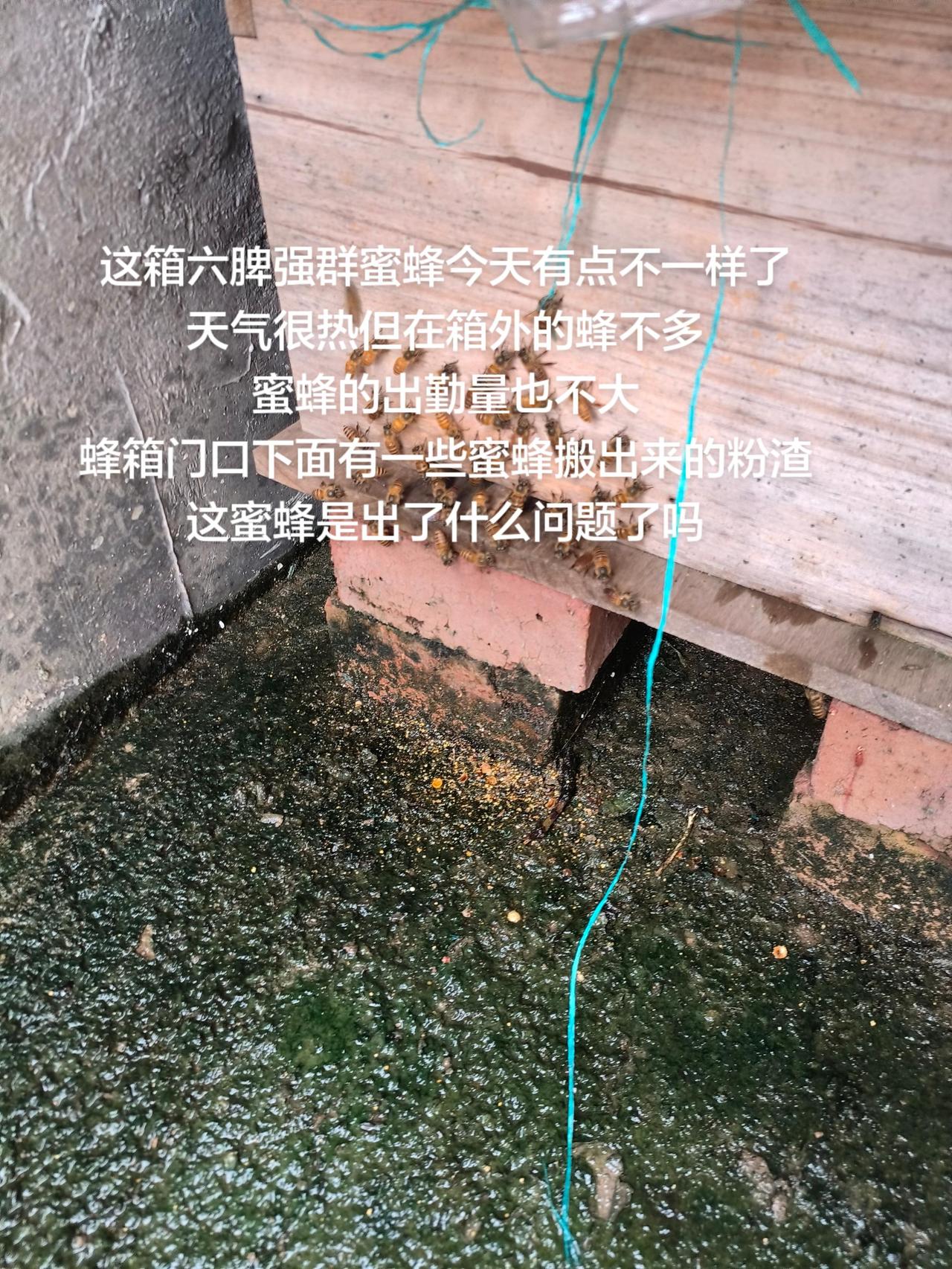 这箱六脾强群蜜蜂今天有点不一样了
天气很热但在箱外的蜂不多
蜜蜂的出勤量也不大