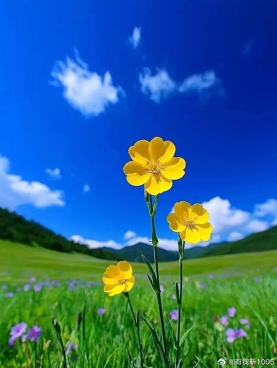 早安  盛夏有清风，晨起有安然。早安。🌸 