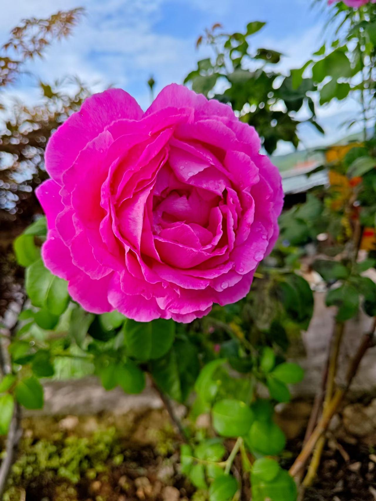分享美丽花卉图片