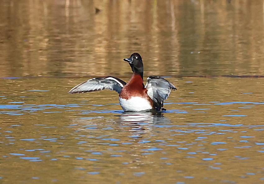 滇池来了神鸟青头潜鸭！
国家一级重点保护动物青头潜鸭，在观鸟圈一直被视为神一般的