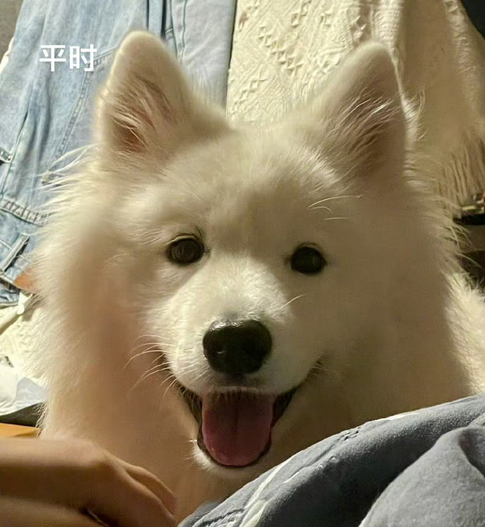 狗子也会有熬夜脸，只需一夜 ​​​