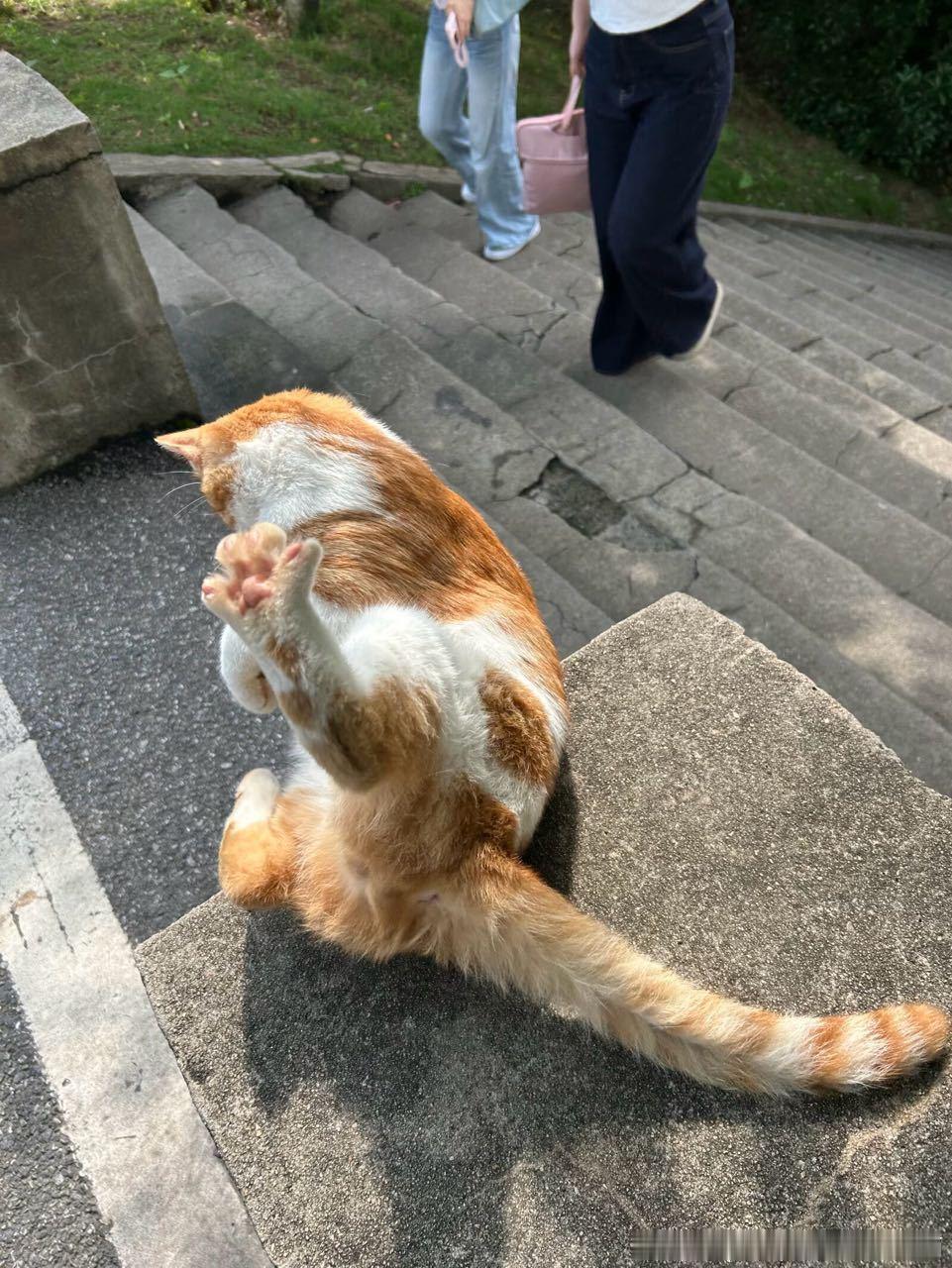 49554【丑猫】好丑 