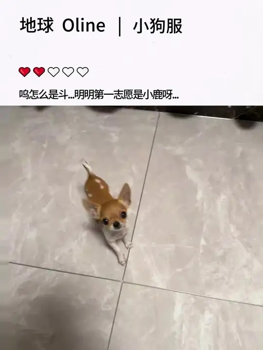哈利波吉娃娃 