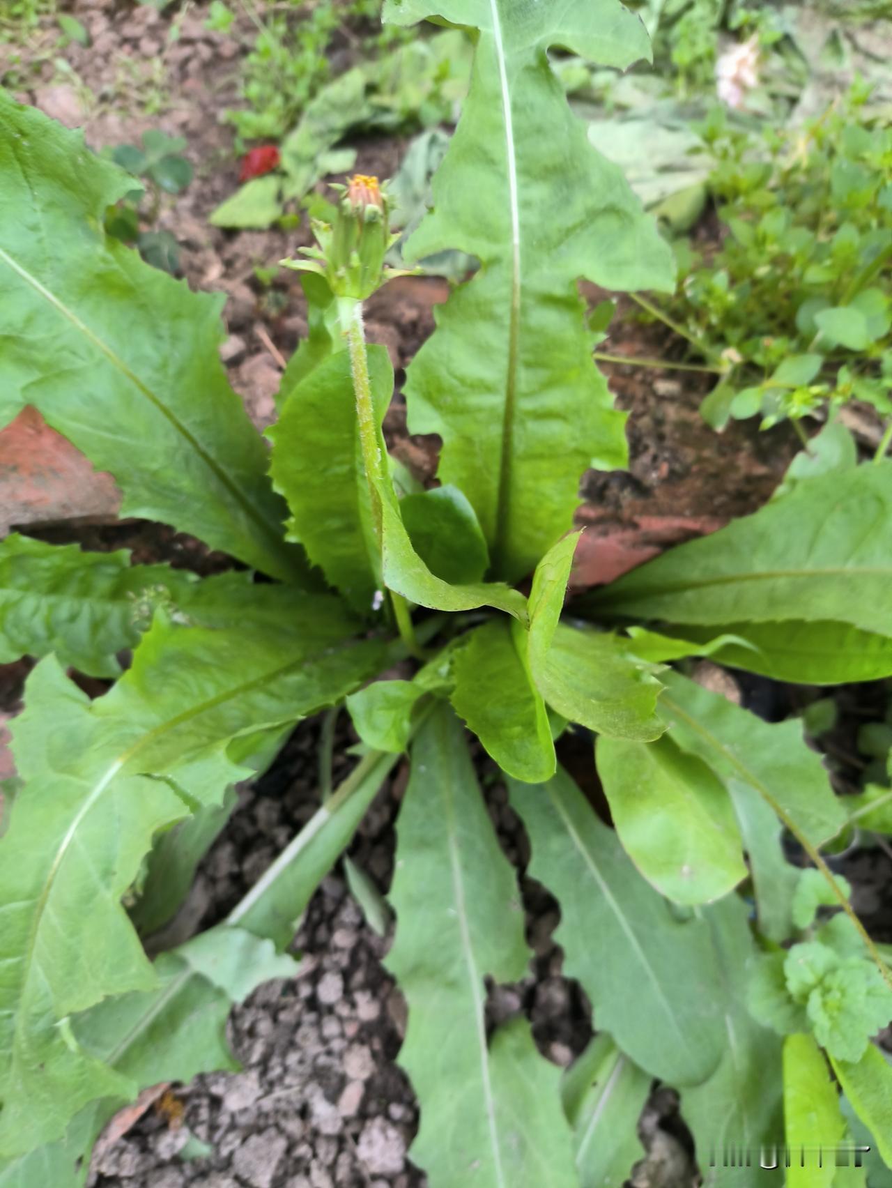 王字去一笔你首先想到的是什么字?“王”字去掉一笔我首先想到的是“干”字，也许是因