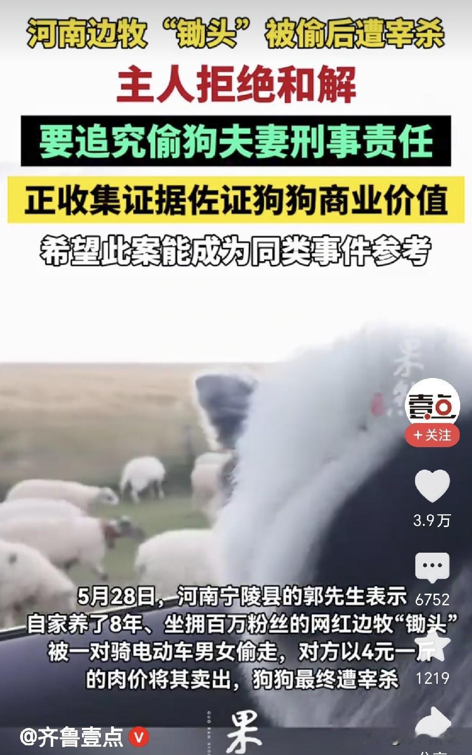 网红边牧，我觉得是被嫉妒的人故意请瘪三下毒手掳走，当做普通偷狗卖肉。

偷狗卖肉