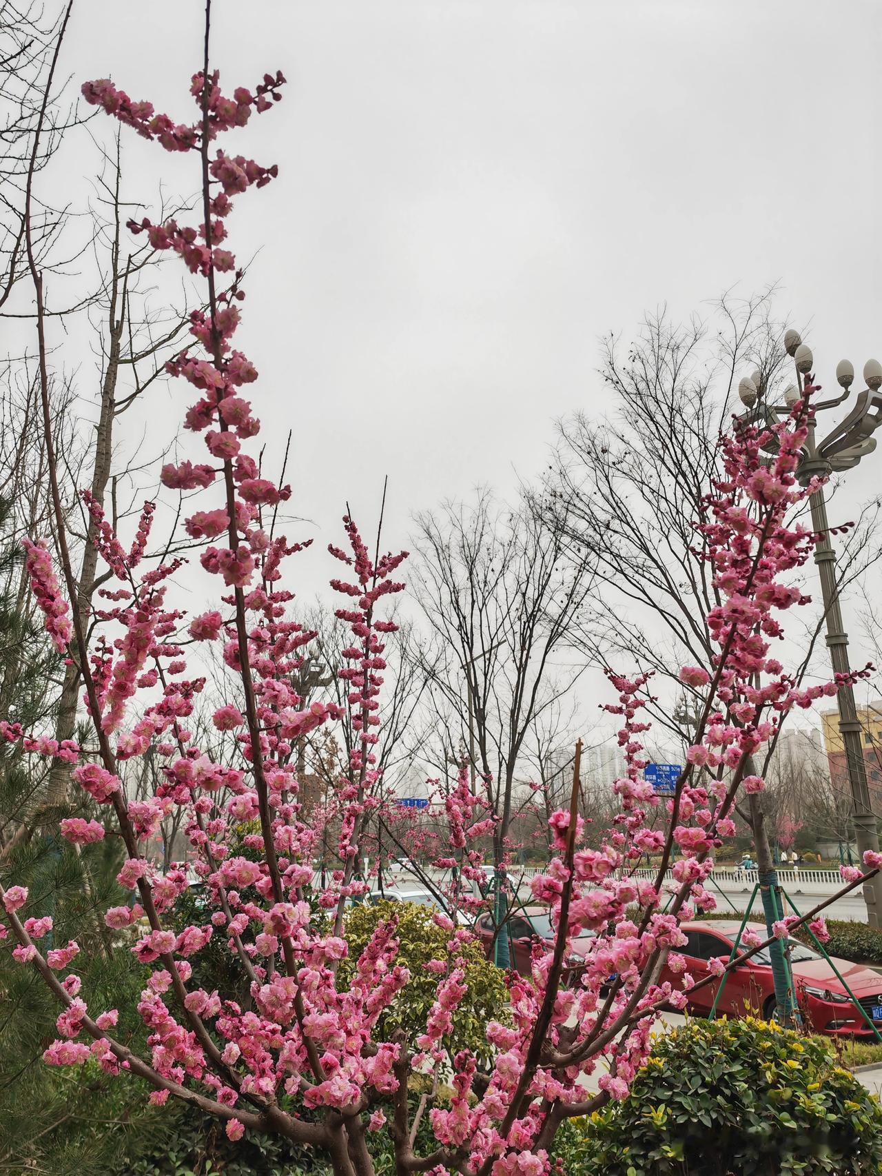 春天来了，咸阳咸平路公园花红柳绿，景色迷人！