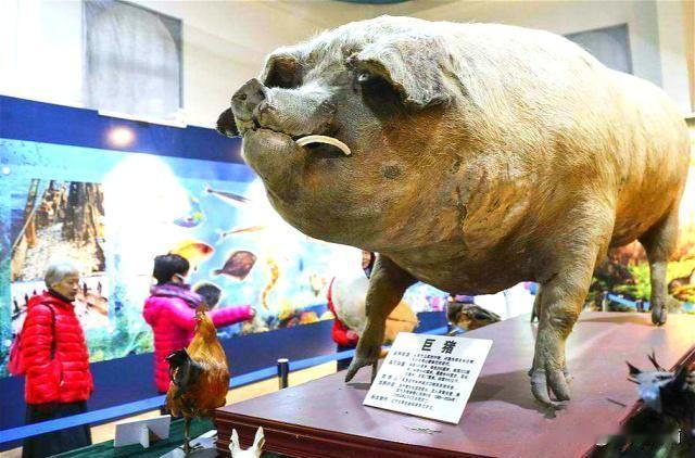 1999年，辽宁的一位老伯逛集市时，买下了5头小猪，他看到其中一头小仔猪总是蔫蔫