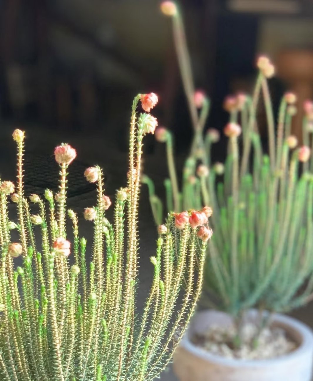 来自南非的可爱植物，电珠花欧石楠、火焰石楠，这是一种原产于南非的常绿矮树，野火过