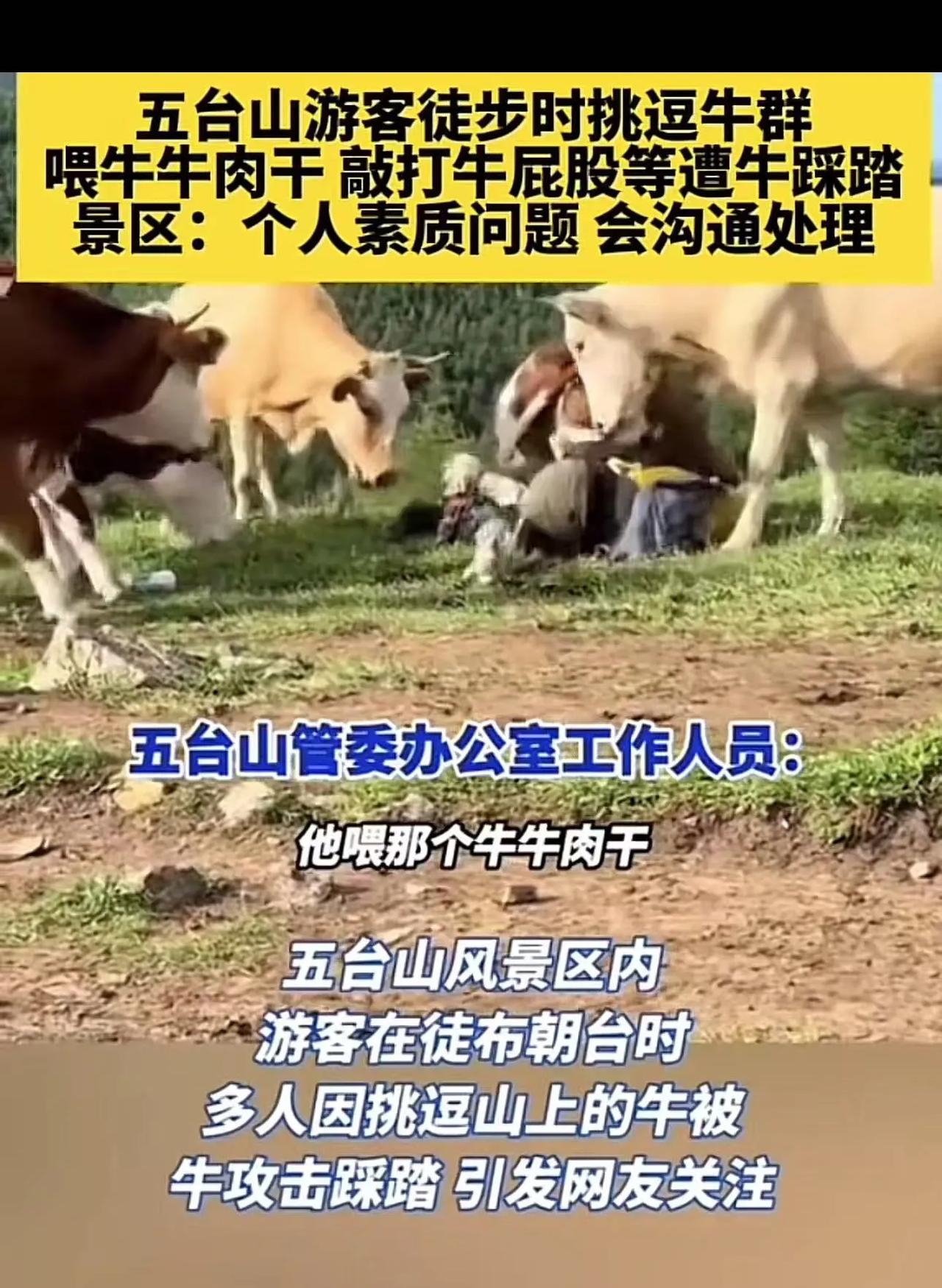 “破案了， 原来牛才是受害者！”游客在五台山被牛攻击踩踏，网友们怒斥五台山没有管