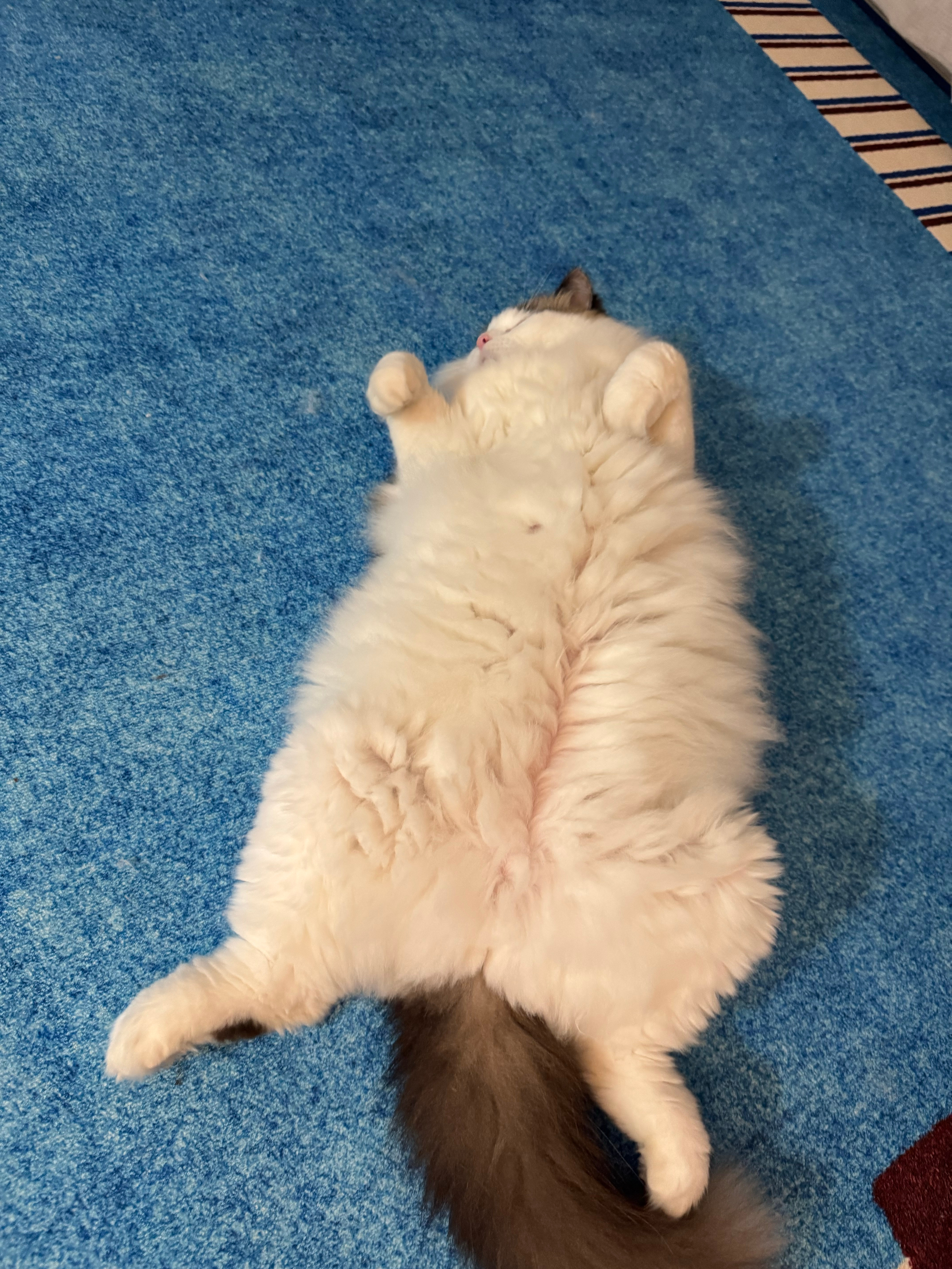小提琴有小猫一只，目前跟男友同居。她原本要求男友只能对小猫自称叔叔，但男友会偷偷