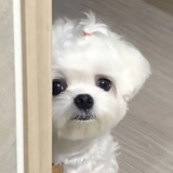 小妙侃侃法律
