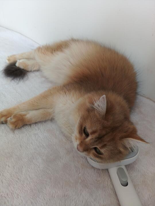 摆烂的小猫咪，像极了不想工作的我
