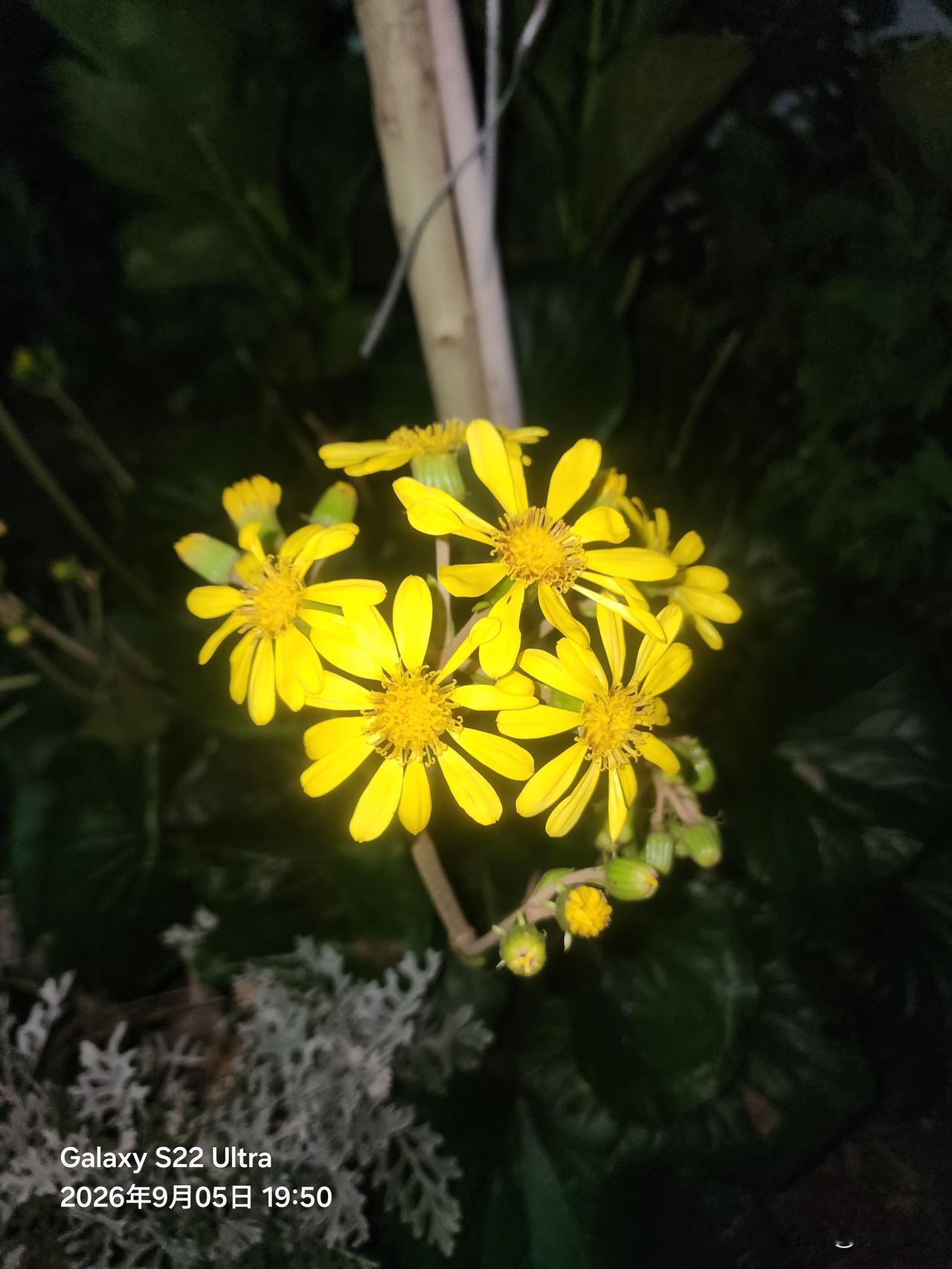今早起来跑步，
小区楼下竟然三家摆花圈的，
随着老龄化的加剧，
死亡人数越来越高