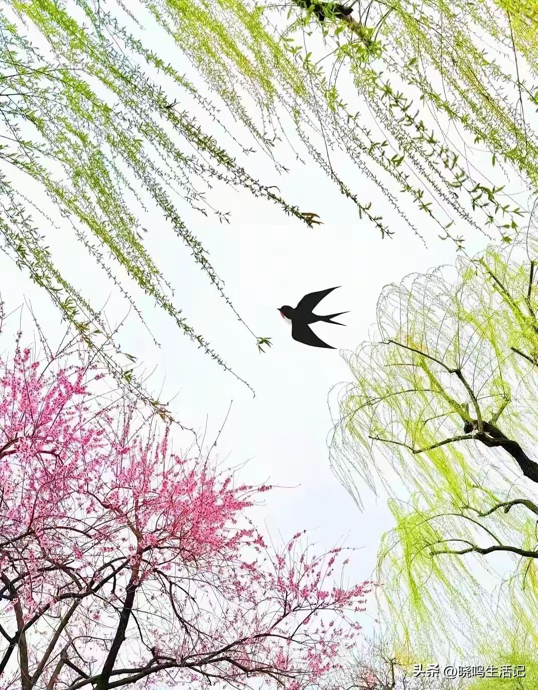 P上了一只燕子，让整个画面露出破绽。这燕子不成比例！