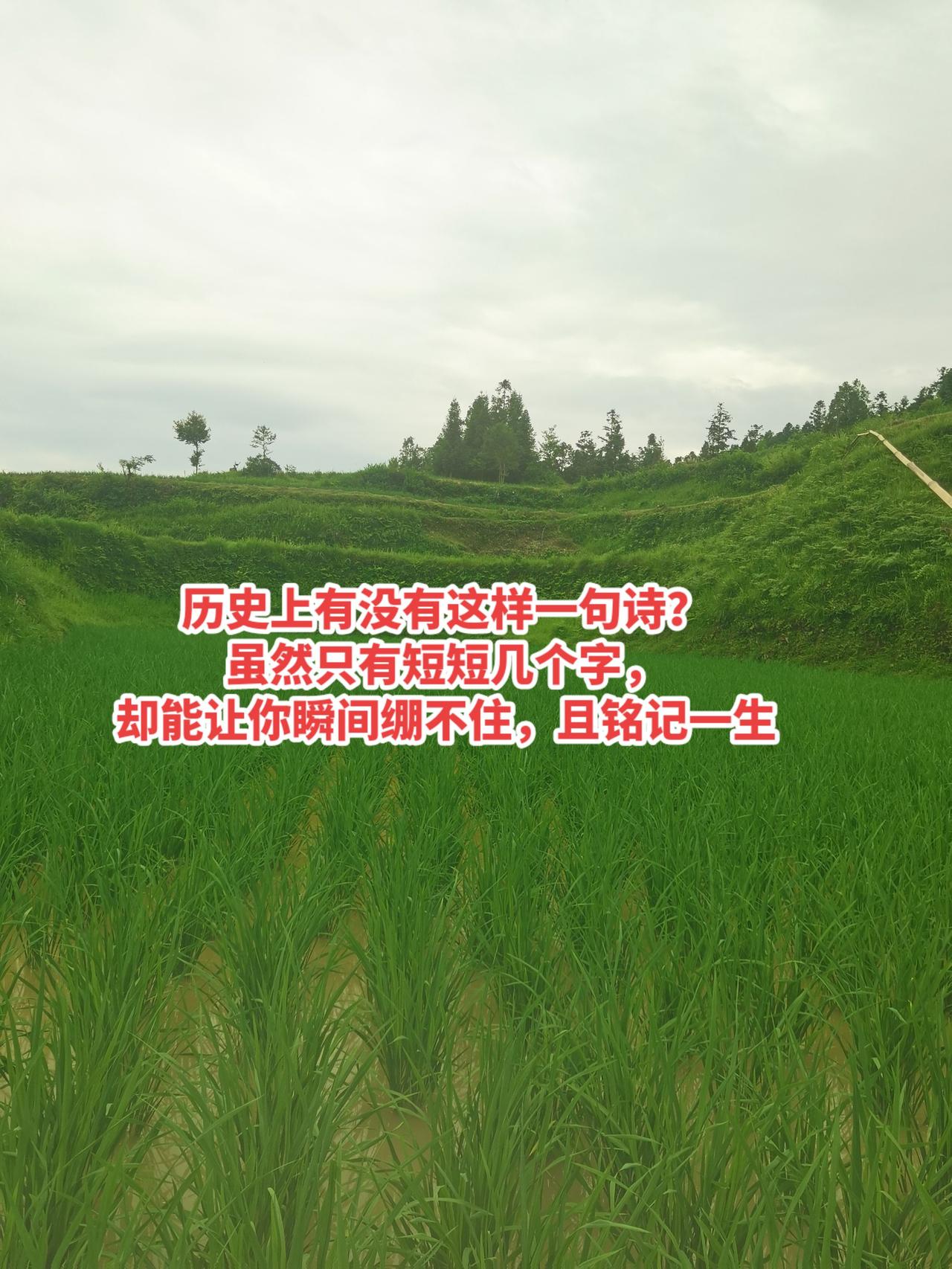 我的农村生活 古诗词的魅力 情感 情感共鸣 历史故事