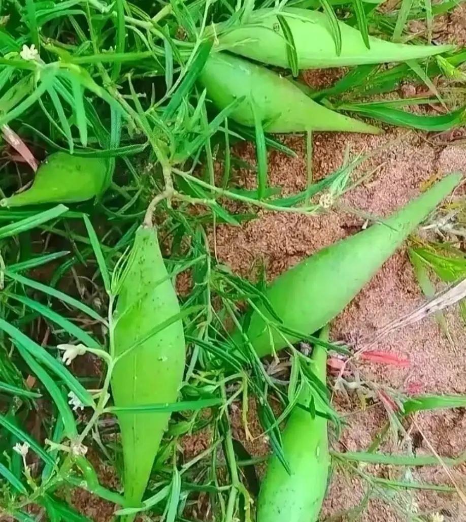 晒晒你种的瓜果蔬菜认识吗？地梢瓜。
