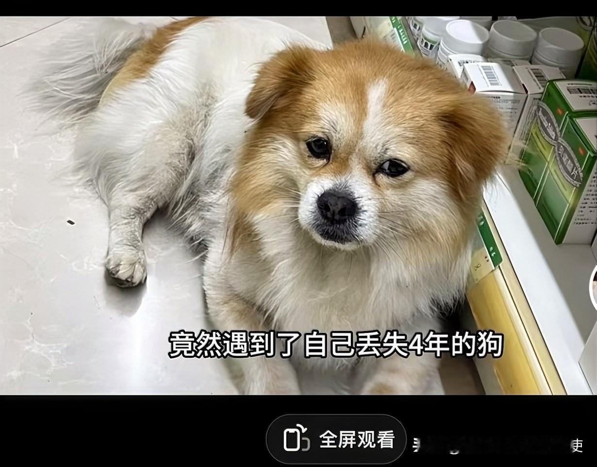 “太感人了！”四川一只狗狗丢失4年，主人在药店买药时意外认出它，喊了一声狗狗狂摇