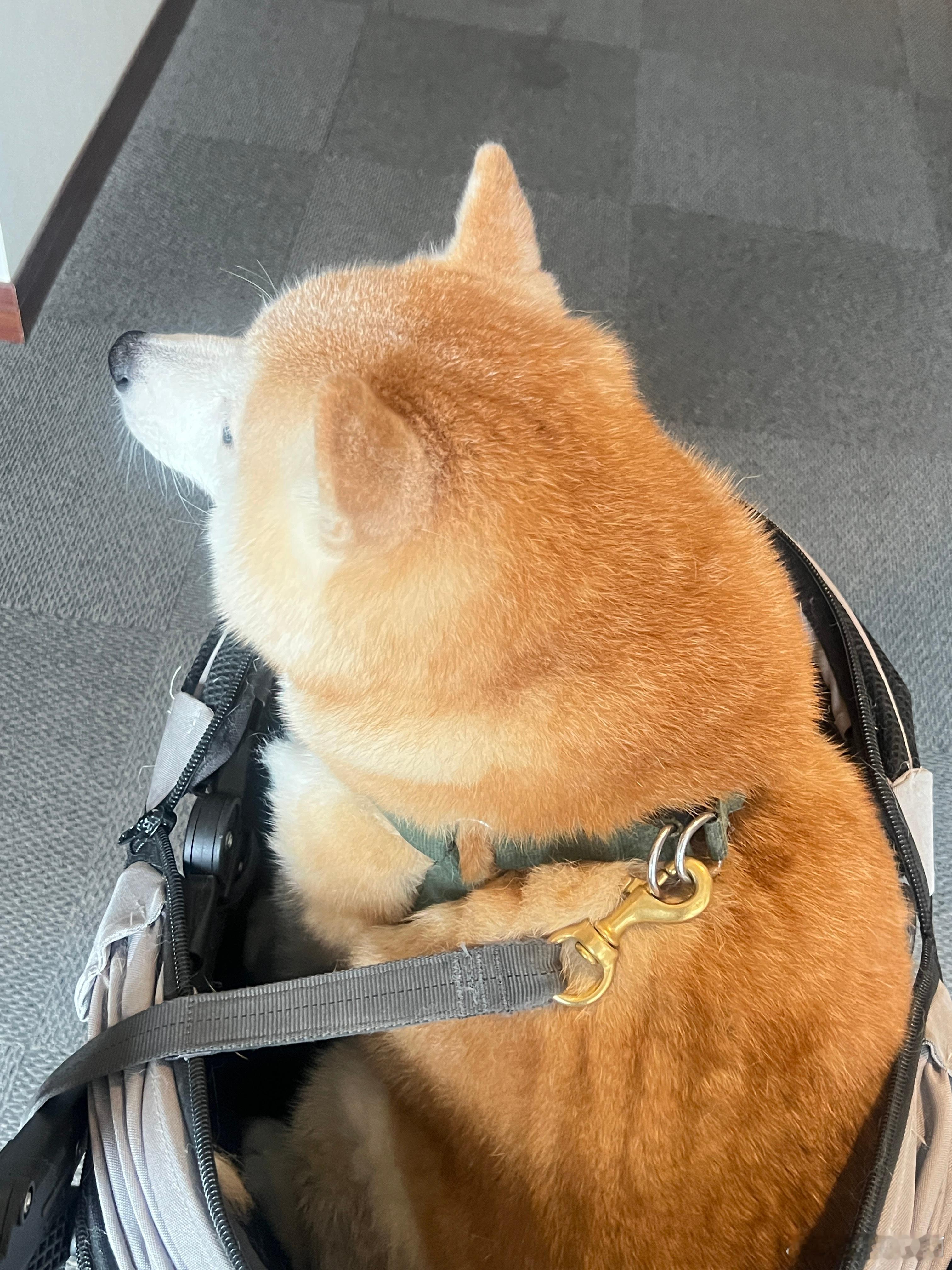 去打疫苗啦～ 